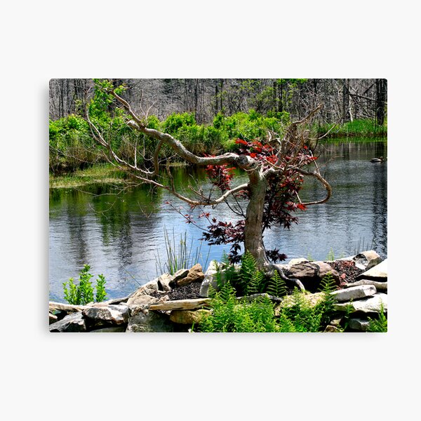 ~Red Maple By The River~ Canvas Print