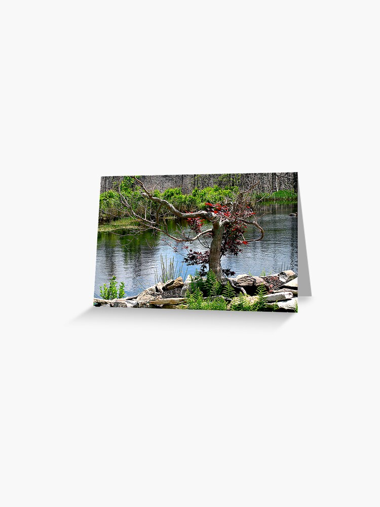 Thumbnail 1 of 2, Greeting Card, ~Red Maple By The River~ designed and sold by alvinsan9.