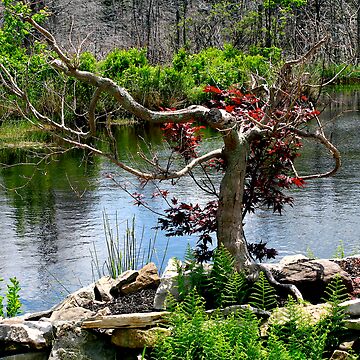 Artwork thumbnail, ~Red Maple By The River~ by Alvin C Whaley