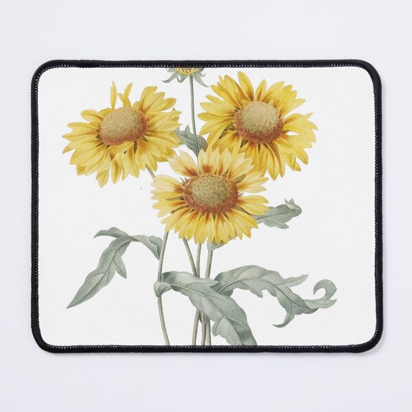 Item preview, Vintage three sunflowers botanical illustration by P.J. Redoute designed and sold by naturematters.