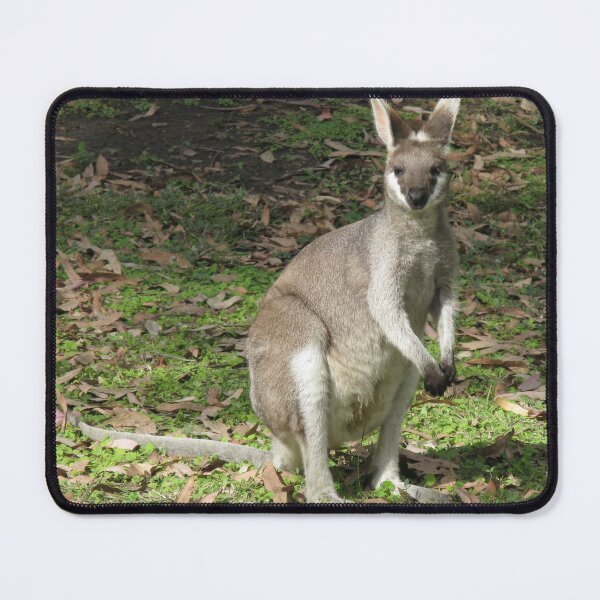Item preview, Pretty Face Wallaby or Whiptail Wallaby (Macropus parryi) designed and sold by Marilyn Harris.