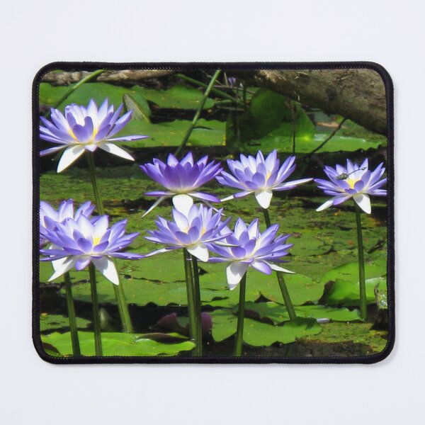 Item preview, Water Lilies - Batavia Downs - Australia. designed and sold by Marilyn Harris.