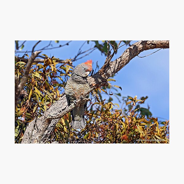 Gang-gang Cockatoo - Nelson VIC (3069) Photographic Print
