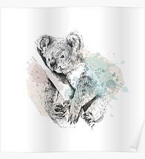 Koala Poster