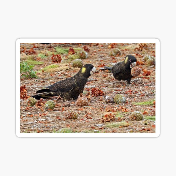 Yellow-tailed Black Cockatoo  (772) Sticker