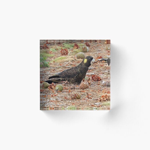 Yellow-tailed Black Cockatoo (772) Acrylic Block