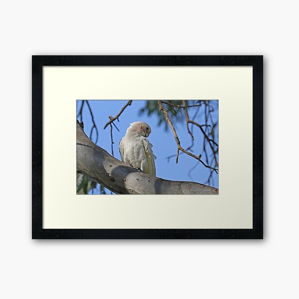 Little Corella (975) Framed Art Print