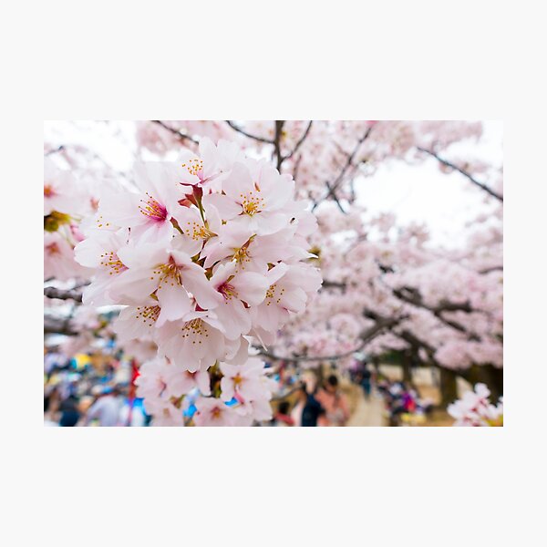 Item preview, Himeji Castle Cherry Blossoms designed and sold by Adrian Alford Photography.
