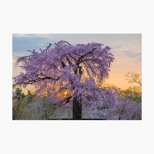 Item preview, Kyoto Sunset designed and sold by Adrian Alford Photography.