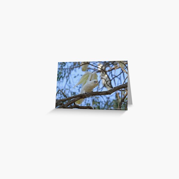 Little Corella (1012) Greeting Card