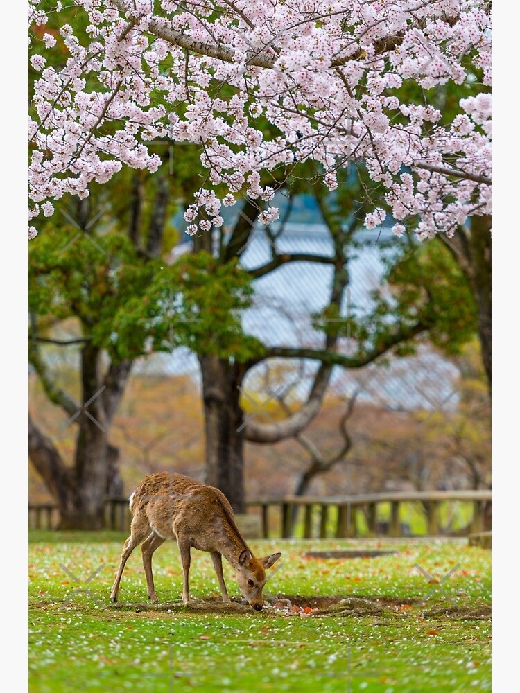 Nara Deer by AdrianAlford