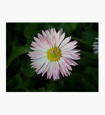 NATURE: .. " ESCTASY" Photographic Print