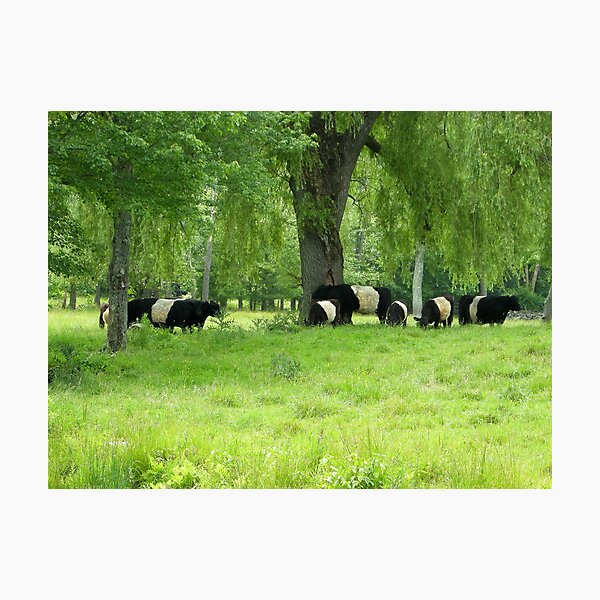 Item preview, Lush Meadow with Belted Galloways  designed and sold by John  Kapusta.