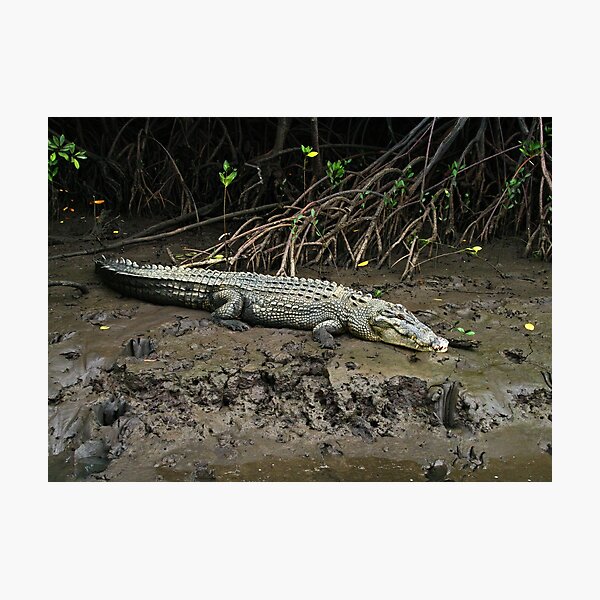 Crocodile - Chinaman Creek - Cairns Photographic Print