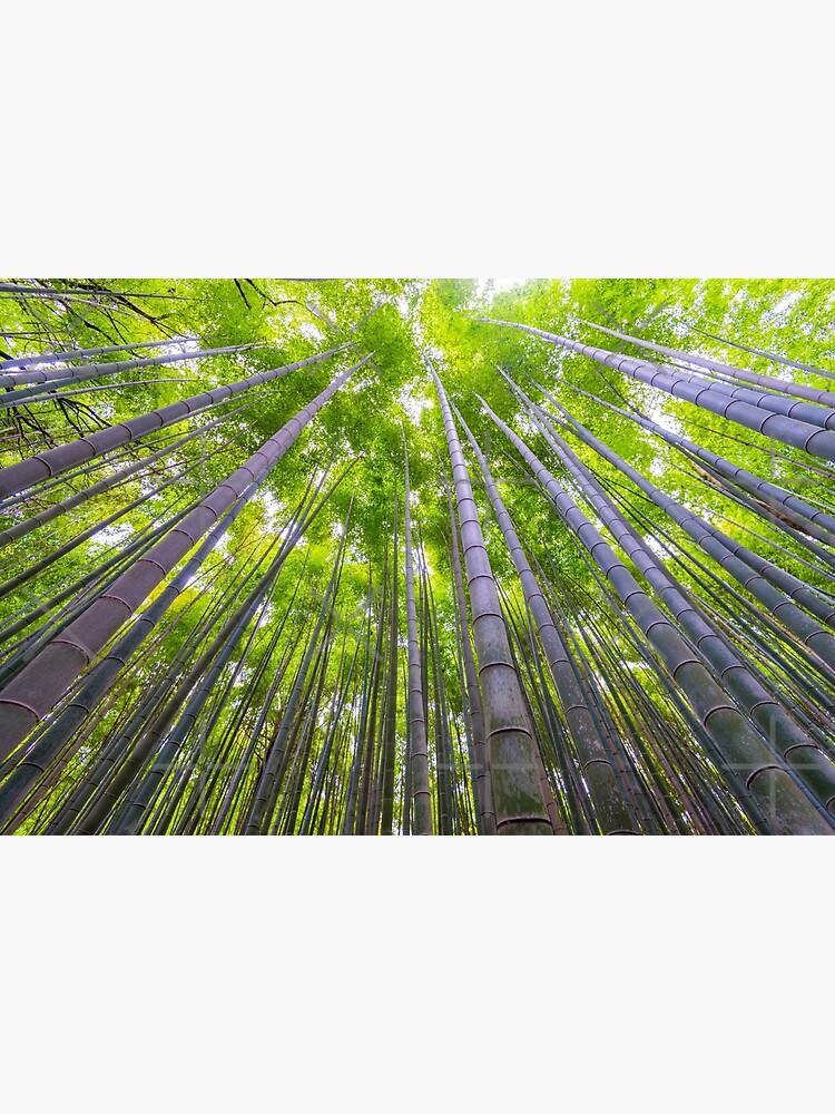 Kyoto Bamboo Arishiyama by AdrianAlford