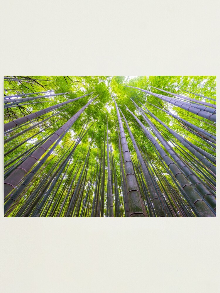 Alternate view of Kyoto Bamboo Arishiyama Photographic Print