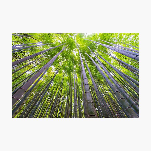 Kyoto Bamboo Arishiyama Photographic Print