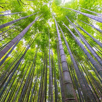 Artwork thumbnail, Kyoto Bamboo Arishiyama by Adrian Alford Photography