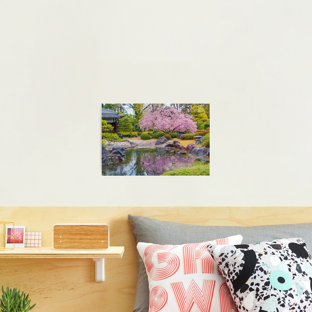 Cherry Blossom Reflection Photographic Print