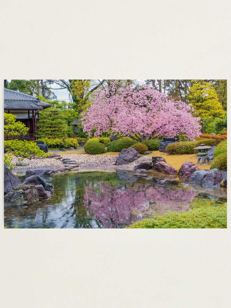 Alternate view of Cherry Blossom Reflection Photographic Print