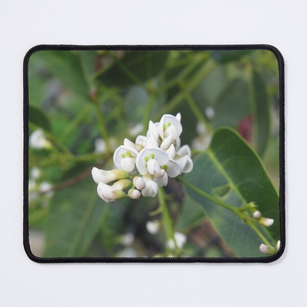 Item preview, White hardenbergia designed and sold by greentiger1.
