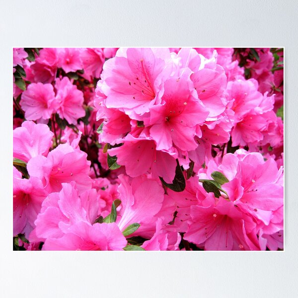 Item preview, "Majestic Pink" designed and sold by Ruth Kauffman.