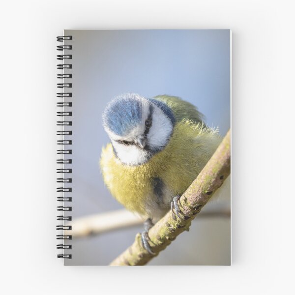 Aperçu de l'œuvre Portrait de mésange bleue créée et vendue par AYatesPhoto.