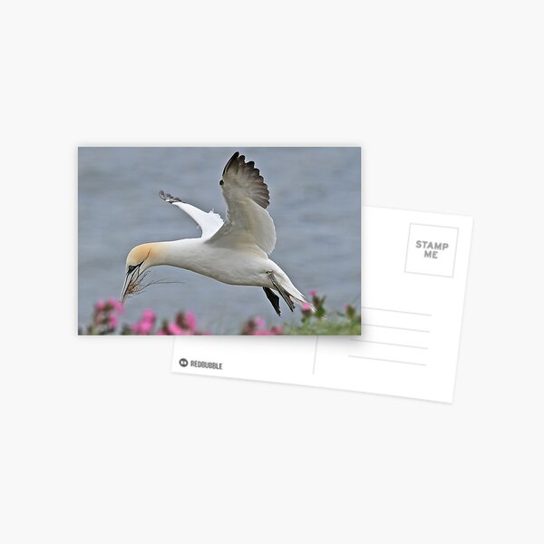 Item preview, Gannet designed and sold by dilouise.