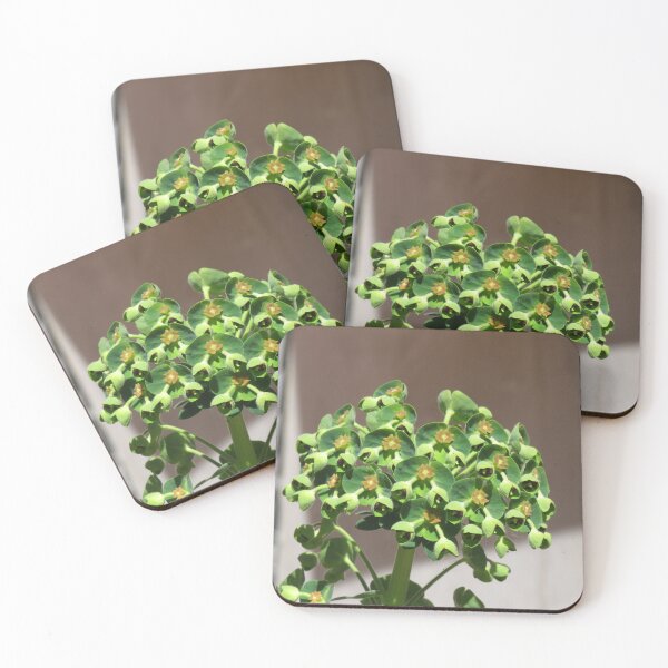Item preview, Green euphorbia designed and sold by greentiger1.