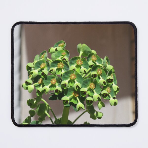 Item preview, Green euphorbia designed and sold by greentiger1.