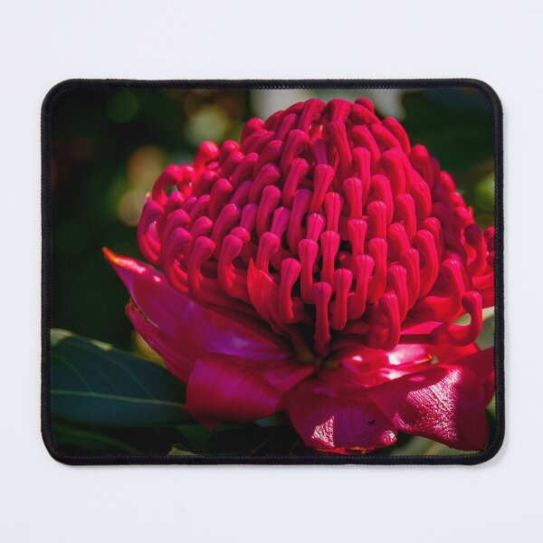 Item preview, Glorious Waratah designed and sold by Fran Woods.