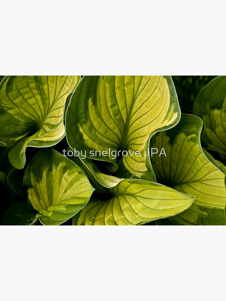 Twisted Greenery by tobysnelgrove