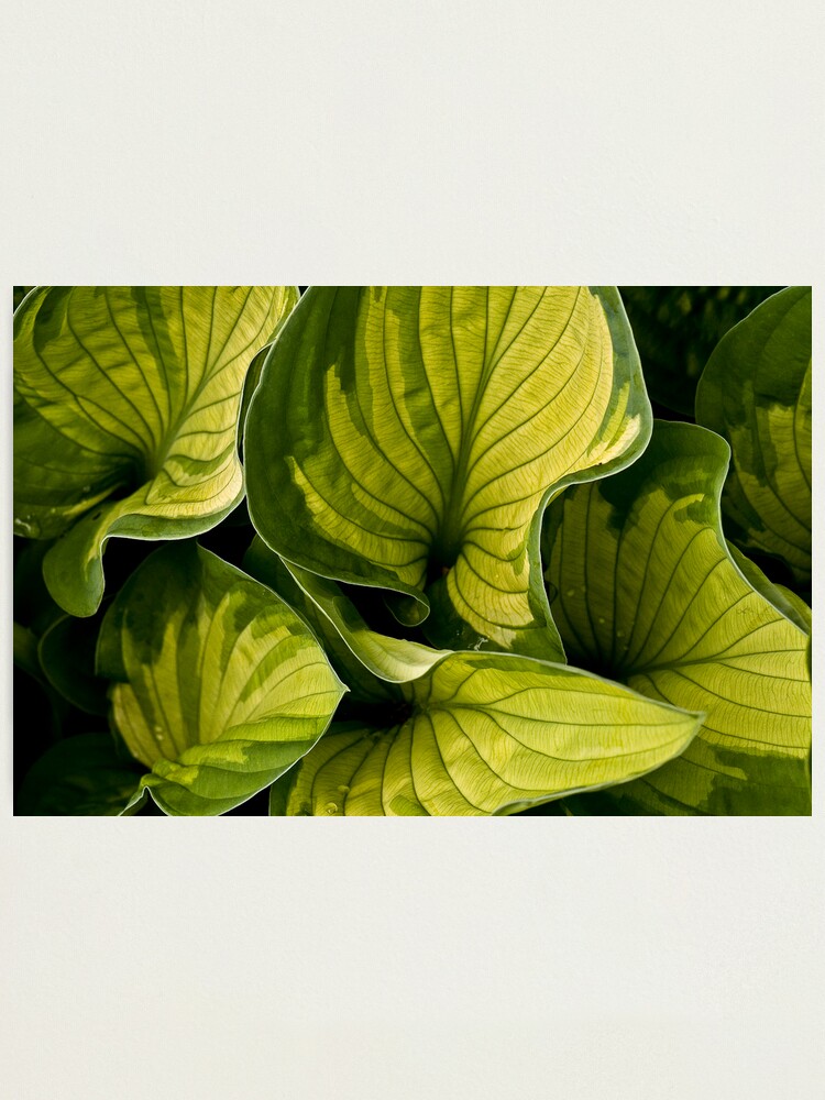 Alternate view of Twisted Greenery Photographic Print