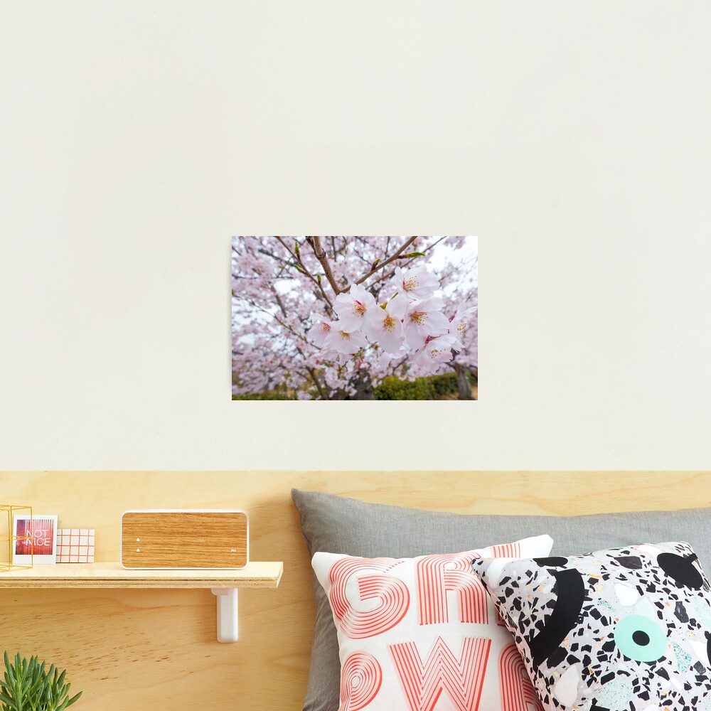 Love Cherry Blossoms Photographic Print