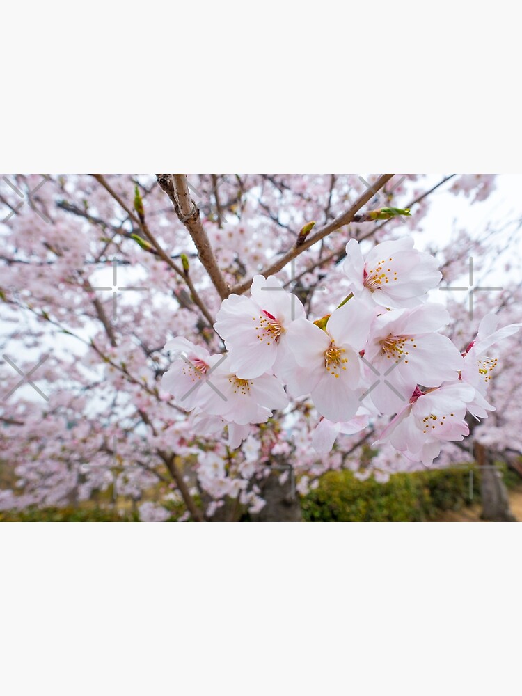 Love Cherry Blossoms by AdrianAlford