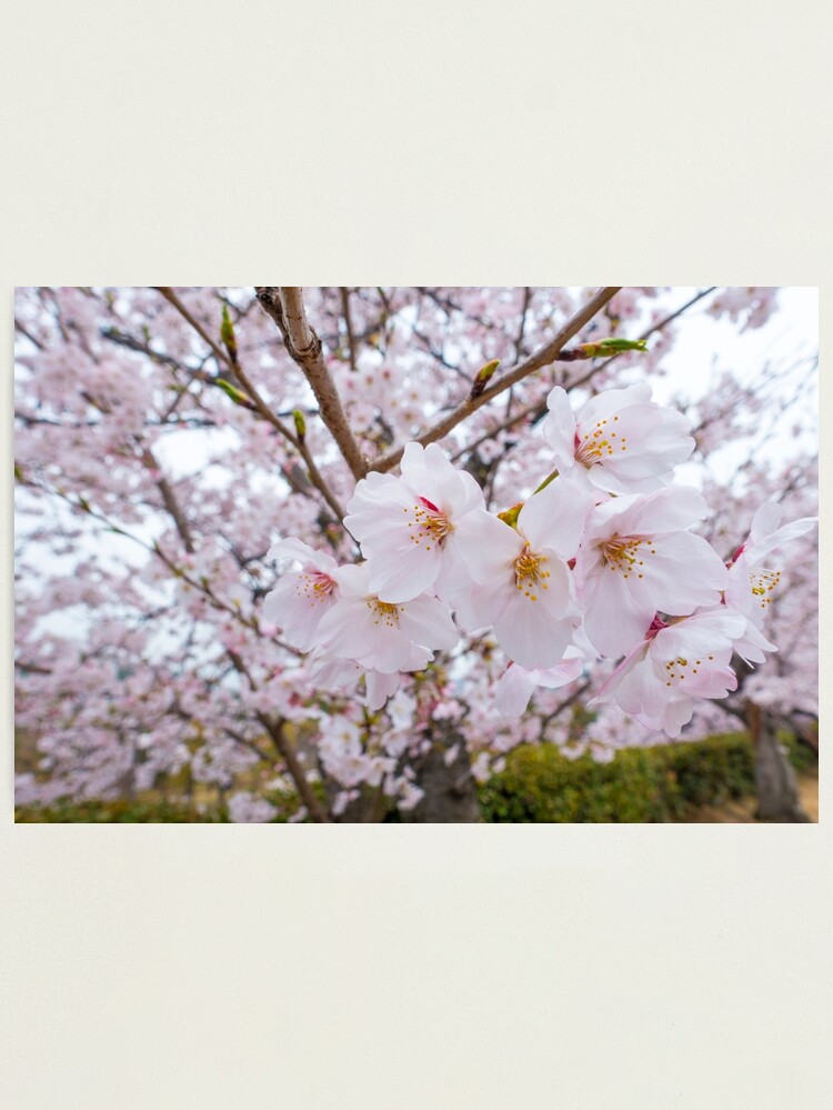 Alternate view of Love Cherry Blossoms Photographic Print