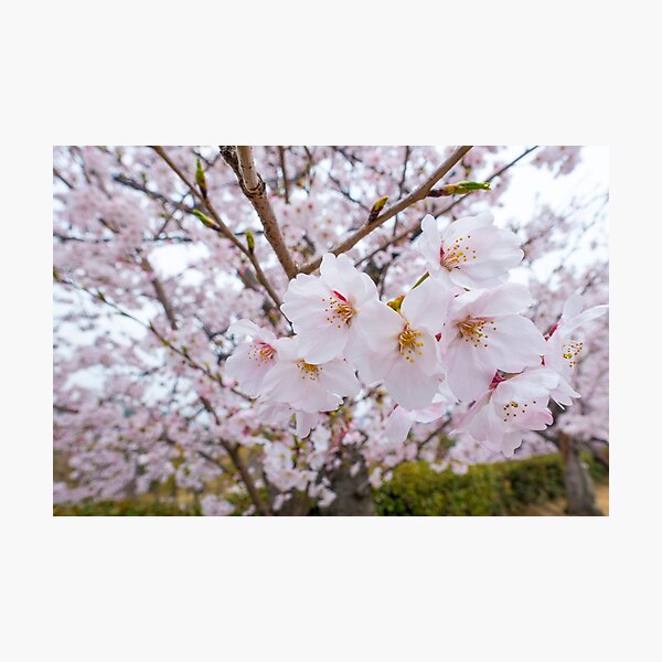 Love Cherry Blossoms Photographic Print