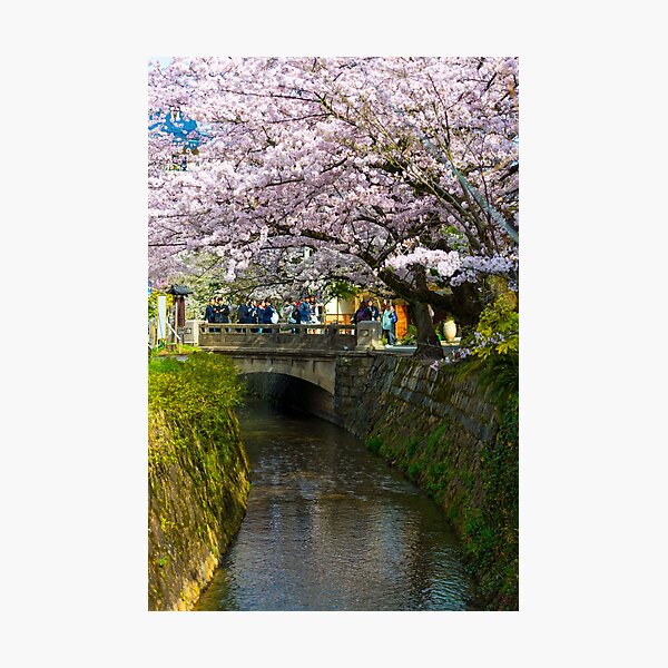 Philosopher's Path Japan Photographic Print