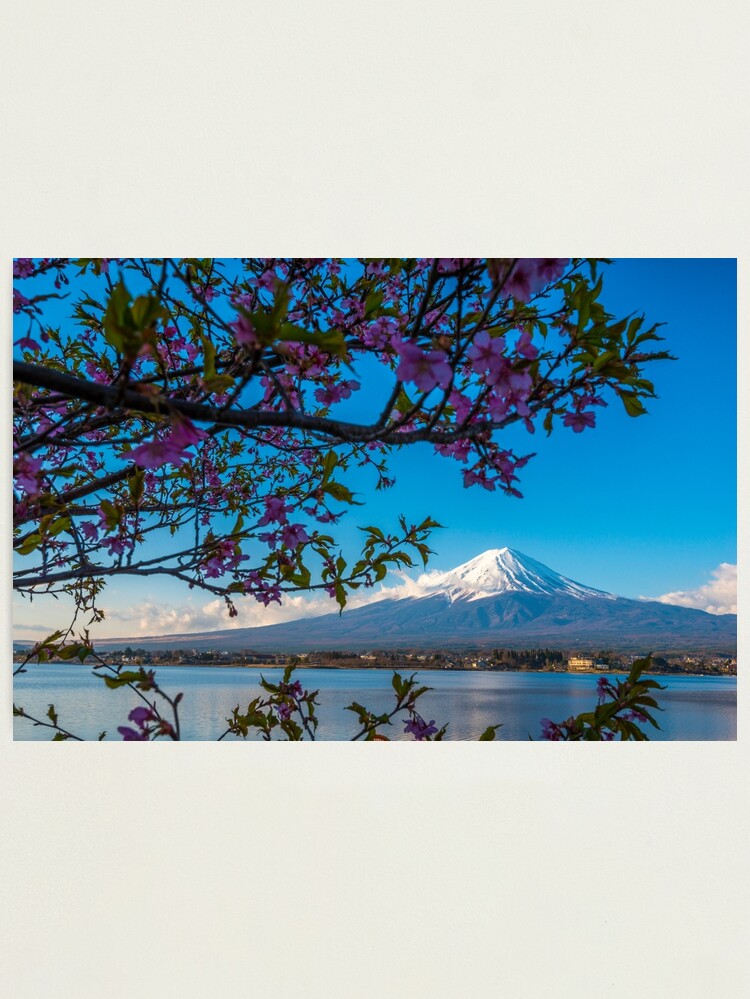 Alternate view of Mount Fuji flowers Photographic Print