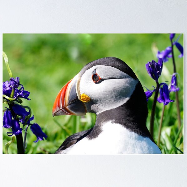 Item preview, Portrait of a Puffin designed and sold by Lyle McNamara.