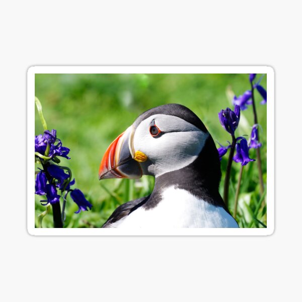 Item preview, Portrait of a Puffin designed and sold by Lyle McNamara.