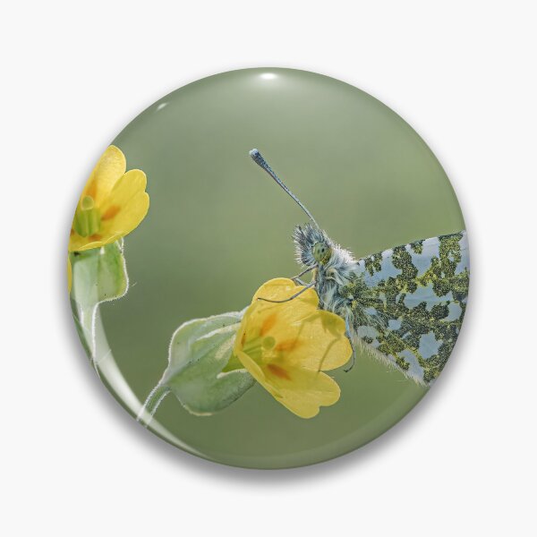 Item preview, Orange Tip on Cowslip designed and sold by Tony North.