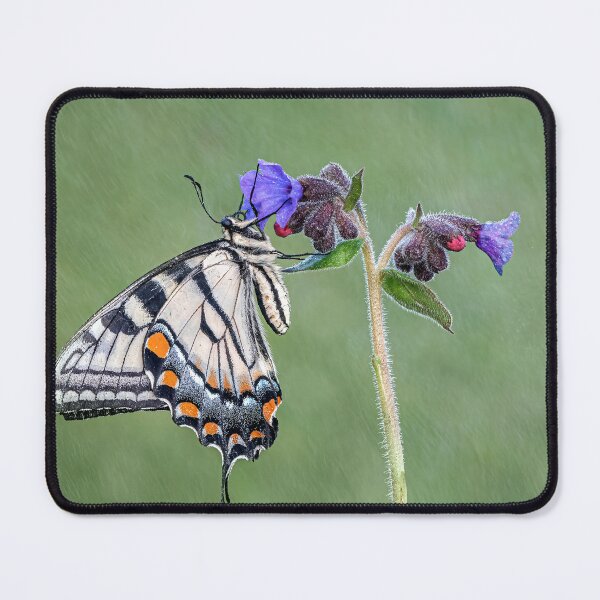 Item preview, Tiger Swallowtail Butterfly on Lungwort flower	 designed and sold by Tony North.
