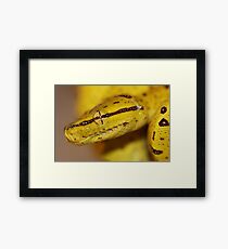 Green Tree Python - Hatchling Framed Print