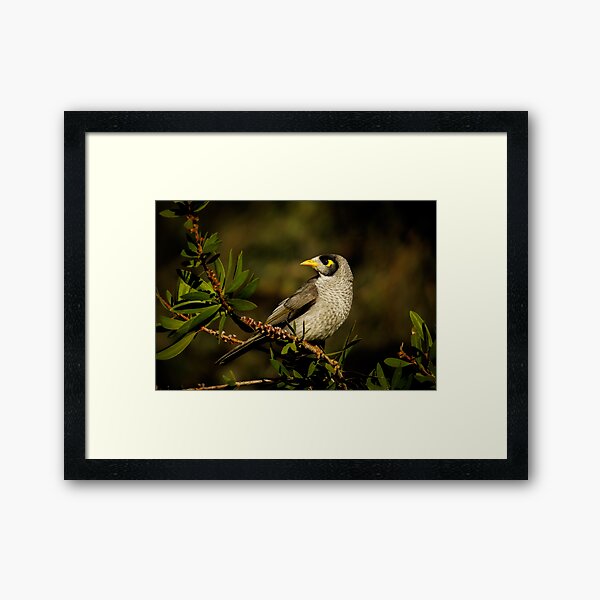 Item preview, Noisy Miner (Australian Honeyeater) designed and sold by theleastone.