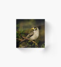 Noisy Miner (Australian Honeyeater) Acrylic Block