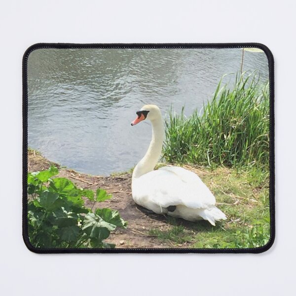 Item preview, A gorgeous swan at the lake designed and sold by NataliaJ-P.