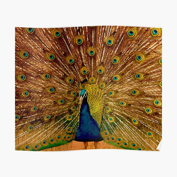 Beautiful Peacock Painting Poster