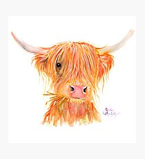 SCOTTISH HIGHLAND COW 'FERGUS' By Shirley MacArthur Photographic Print