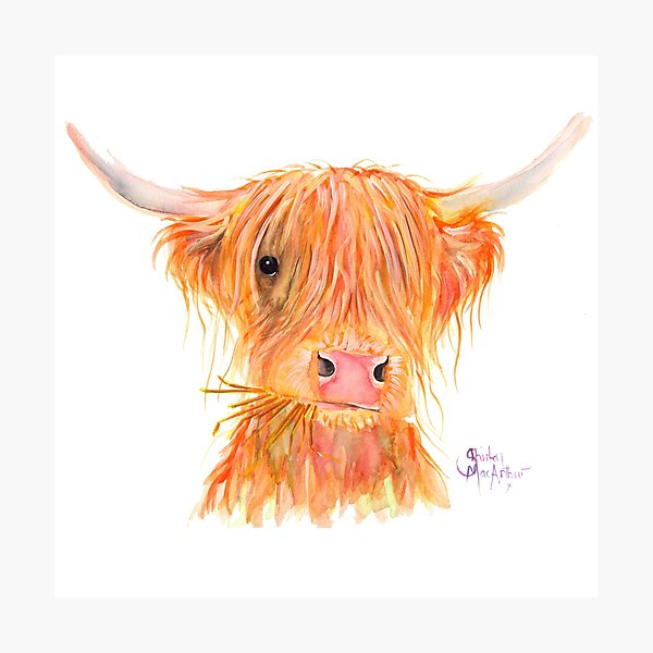 SCOTTISH HIGHLAND COW 'FERGUS' By Shirley MacArthur Photographic Print